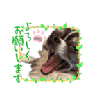 センタ君のスマイルスタンプ（個別スタンプ：18）