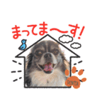 センタ君のスマイルスタンプ（個別スタンプ：21）