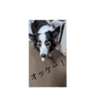 犬猫ッズ（個別スタンプ：7）