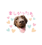 ずんずん茶ラブのあんず❤️（個別スタンプ：3）