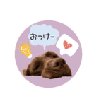 ずんずん茶ラブのあんず❤️（個別スタンプ：4）