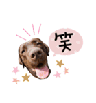 ずんずん茶ラブのあんず❤️（個別スタンプ：5）