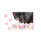 ずんずん茶ラブのあんず❤️（個別スタンプ：9）