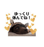 ずんずん茶ラブのあんず❤️（個別スタンプ：11）