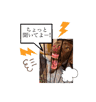 ずんずん茶ラブのあんず❤️（個別スタンプ：13）