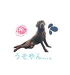ずんずん茶ラブのあんず❤️（個別スタンプ：15）