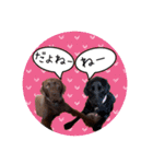 ずんずん茶ラブのあんず❤️（個別スタンプ：23）