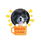りゅうの気持ち（秋田犬）パート11（個別スタンプ：4）