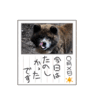 りゅうの気持ち（秋田犬）パート11（個別スタンプ：21）