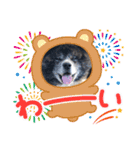 りゅうの気持ち（秋田犬）パート11（個別スタンプ：24）