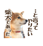 はっきり言いたい柴犬スタンプ（個別スタンプ：5）