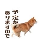 はっきり言いたい柴犬スタンプ（個別スタンプ：6）