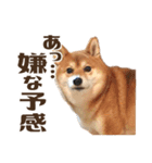 はっきり言いたい柴犬スタンプ（個別スタンプ：13）