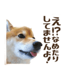 はっきり言いたい柴犬スタンプ（個別スタンプ：17）