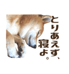 はっきり言いたい柴犬スタンプ（個別スタンプ：23）