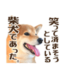 はっきり言いたい柴犬スタンプ（個別スタンプ：33）