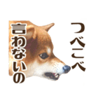 はっきり言いたい柴犬スタンプ（個別スタンプ：37）