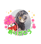 レオのキュンスパーク（個別スタンプ：6）