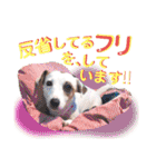 愛犬♡ハナコのスタンプ年末年始もあるよ18（個別スタンプ：9）