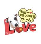 愛犬♡ハナコのスタンプ年末年始もあるよ18（個別スタンプ：17）