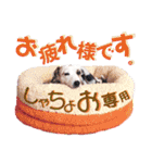 愛犬♡ハナコのスタンプ年末年始もあるよ18（個別スタンプ：20）