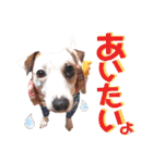 愛犬♡ハナコのスタンプ年末年始もあるよ18（個別スタンプ：22）