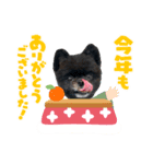とらひなまえすたんぷ年末年始（個別スタンプ：3）