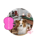 ぱぴぱぴパピヨン54（個別スタンプ：10）