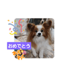 ぱぴぱぴパピヨン54（個別スタンプ：12）