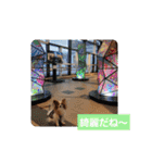 ぱぴぱぴパピヨン54（個別スタンプ：15）