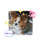 ぱぴぱぴパピヨン54（個別スタンプ：16）