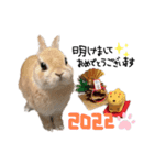 うさぎのてのまる。4「あけおめ冬Ver.」（個別スタンプ：1）