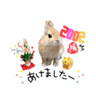 うさぎのてのまる。4「あけおめ冬Ver.」（個別スタンプ：5）