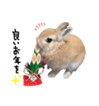 うさぎのてのまる。4「あけおめ冬Ver.」（個別スタンプ：8）