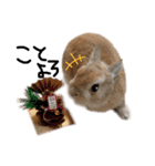 うさぎのてのまる。4「あけおめ冬Ver.」（個別スタンプ：10）