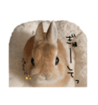 うさぎのてのまる。4「あけおめ冬Ver.」（個別スタンプ：18）