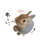うさぎのてのまる。4「あけおめ冬Ver.」（個別スタンプ：19）
