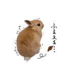 うさぎのてのまる。4「あけおめ冬Ver.」（個別スタンプ：22）