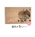 うさぎのてのまる。4「あけおめ冬Ver.」（個別スタンプ：23）