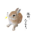 うさぎのてのまる。4「あけおめ冬Ver.」（個別スタンプ：24）