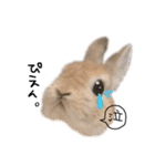 うさぎのてのまる。4「あけおめ冬Ver.」（個別スタンプ：25）
