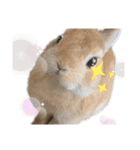 うさぎのてのまる。4「あけおめ冬Ver.」（個別スタンプ：30）