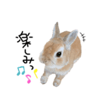 うさぎのてのまる。4「あけおめ冬Ver.」（個別スタンプ：32）