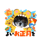 りゅうの年末年始スタンプ（秋田犬）3（個別スタンプ：17）