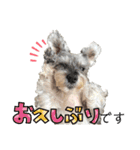 おちゃめなミニシュナ！ vol.6【近況編】（個別スタンプ：1）