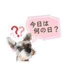 おちゃめなミニシュナ！ vol.6【近況編】（個別スタンプ：2）