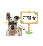 おちゃめなミニシュナ！ vol.6【近況編】（個別スタンプ：3）