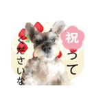 おちゃめなミニシュナ！ vol.6【近況編】（個別スタンプ：11）