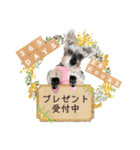 おちゃめなミニシュナ！ vol.6【近況編】（個別スタンプ：12）