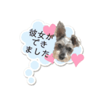 おちゃめなミニシュナ！ vol.6【近況編】（個別スタンプ：15）